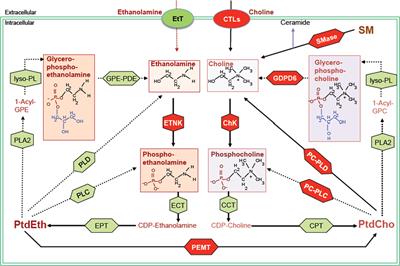 Targeting Phospholipid Metabolism in Cancer